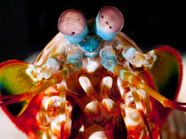 National Geographic mantis shrimp on Wetpixel