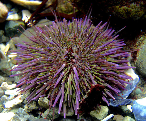 Purple sea urchin on Wetpixel