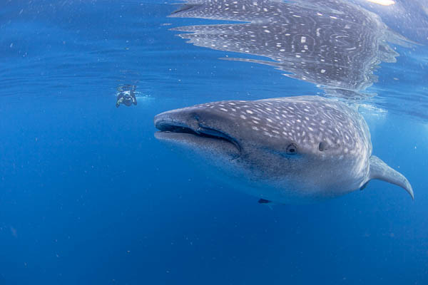 Wetpixel whale sharks