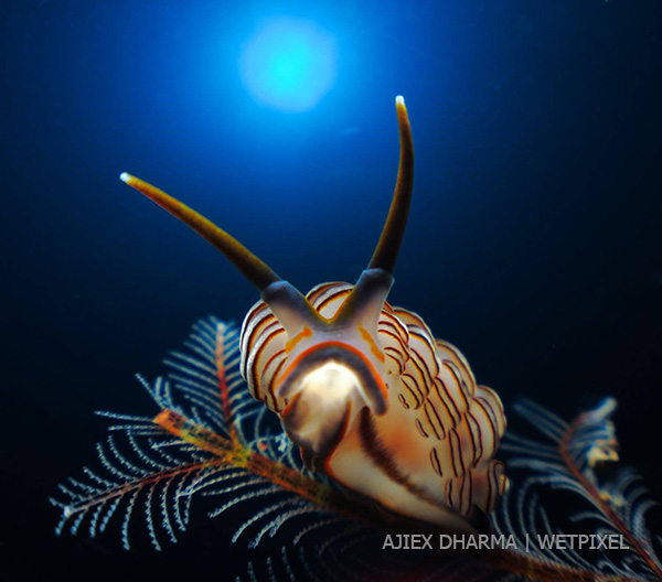 Ajiex Dharma's stunning nudibranch image on Wetpixel