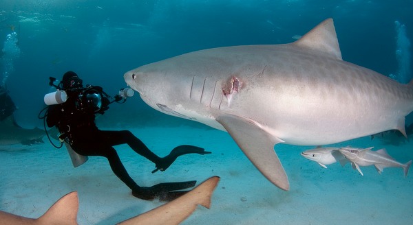 David Fleetham with a tiger shark at Tiger Beach, Bahamas