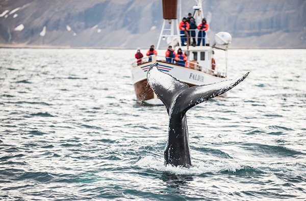 Icelandic whaling on Wetpixel