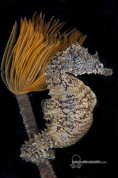 Pasquale Vassallo's image of a seahorse on Wetpixel